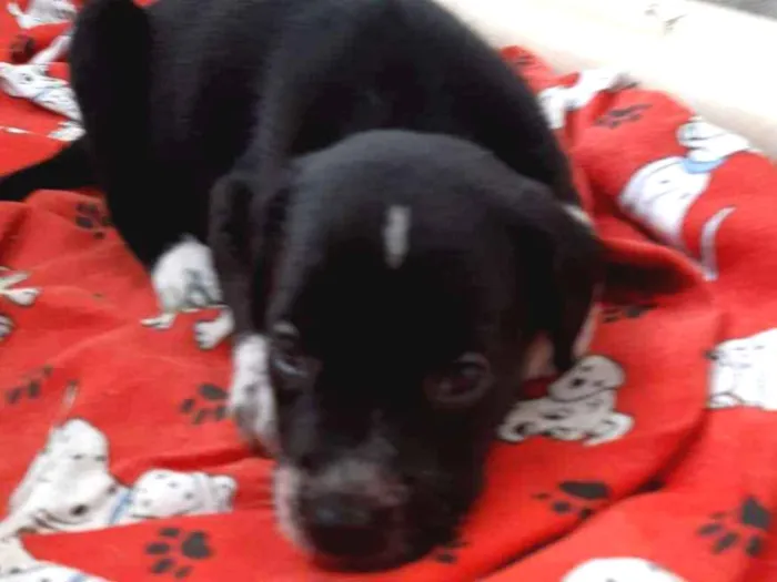Cachorro raça SRD idade 2 a 6 meses nome A definir