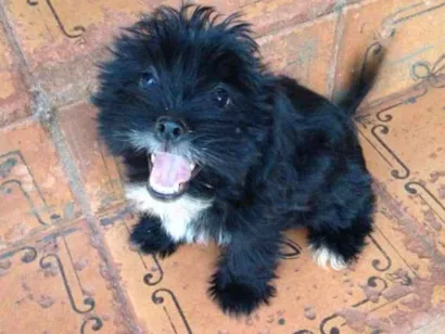 Cachorro raça Mistura de vira-lata com lhasa idade 2 a 6 meses nome Sorriso Francisco Meg