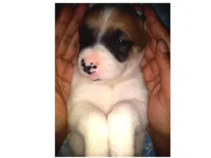 Cachorro raça Viralata com akita-nu  idade Abaixo de 2 meses nome Babi,Rubi,Lola,Mel