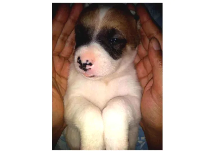 Cachorro ra a Viralata com akita-nu  idade Abaixo de 2 meses nome Babi,Rubi,Lola,Mel