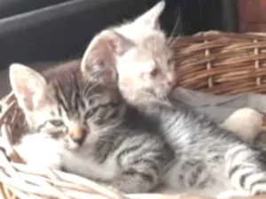 Gato raça Mista idade 2 a 6 meses nome Mufasa