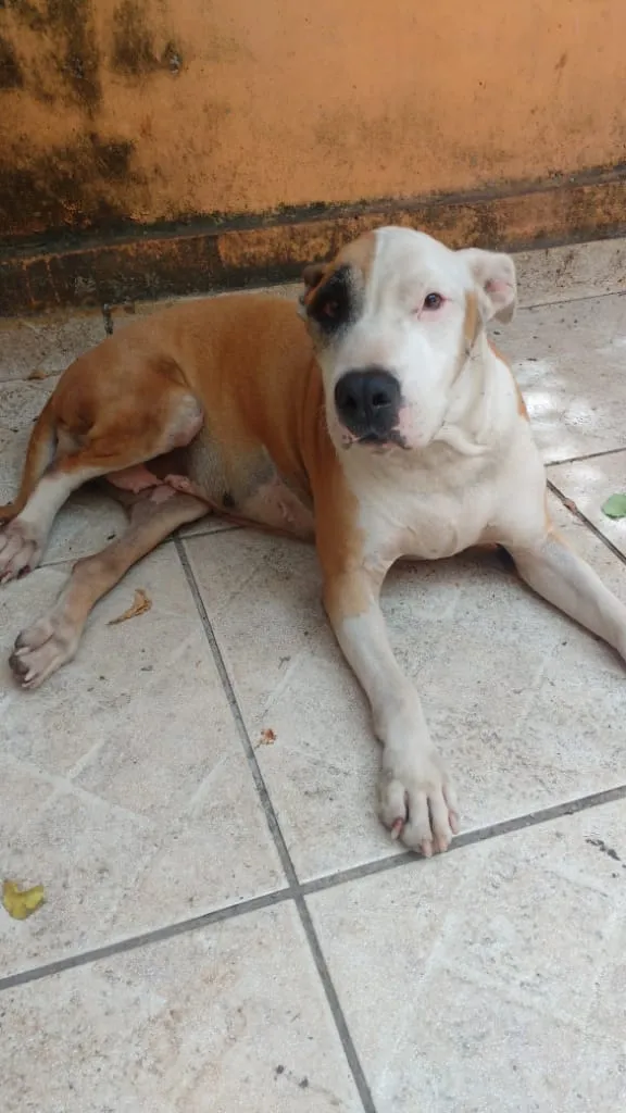 Cachorro ra a Pitbull idade 5 anos nome Madona 