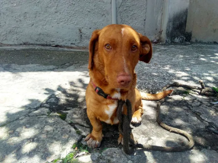Cachorro ra a não sei idade 6 ou mais anos nome não sei