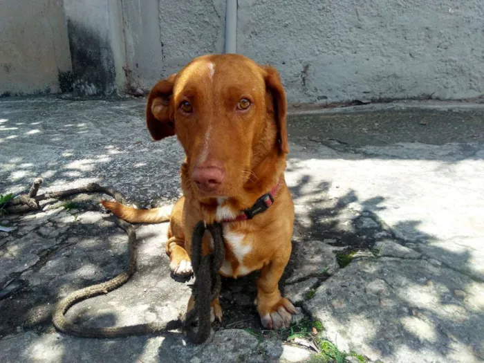 Cachorro ra a não sei idade 6 ou mais anos nome não sei