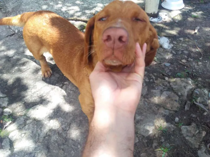 Cachorro ra a não sei idade 6 ou mais anos nome não sei