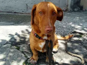Cachorro raça não sei idade 6 ou mais anos nome não sei