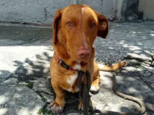 Cachorro raça não sei idade 6 ou mais anos nome não sei