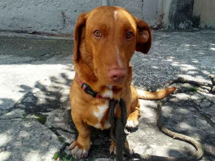Cachorro ra a não sei idade 6 ou mais anos nome não sei