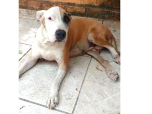 Cachorro raça Pitbull idade 5 anos nome Madona 