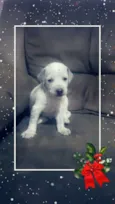 Fofinhos 