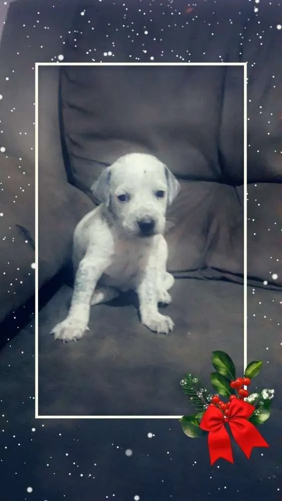 Cachorro raça Mestiça idade Abaixo de 2 meses nome Fofinhos 