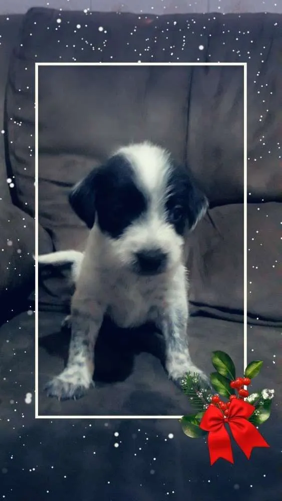 Cachorro raça Mestiça idade Abaixo de 2 meses nome Fofinhos 