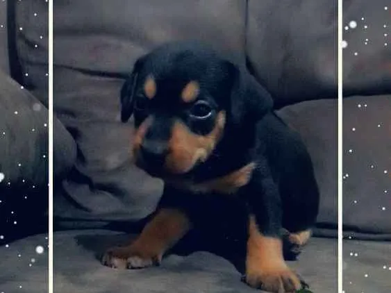 Cachorro raça Mestiça idade Abaixo de 2 meses nome Fofinhos 