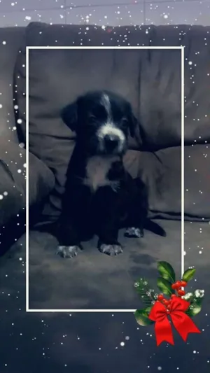 Cachorro raça Mestiça idade Abaixo de 2 meses nome Fofinhos 