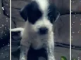 Fofinhos 