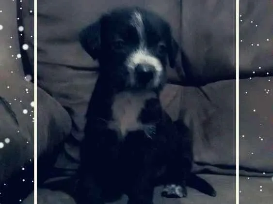 Cachorro raça Mestiça idade Abaixo de 2 meses nome Fofinhos 
