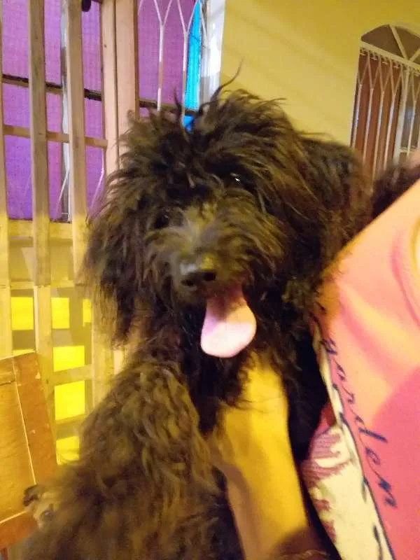 Cachorro ra a vira lata idade 2 a 6 meses nome sem nome