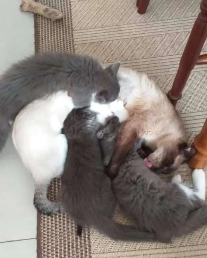 Gato ra a Srd idade 2 anos nome Mãezinha siamesa