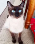 Mãezinha siamesa