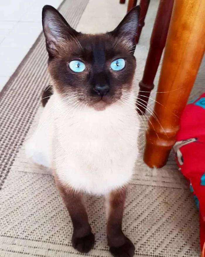 Gato ra a Srd idade 2 anos nome Mãezinha siamesa