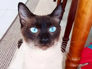 Gato raça Srd idade 2 anos nome Mãezinha siamesa