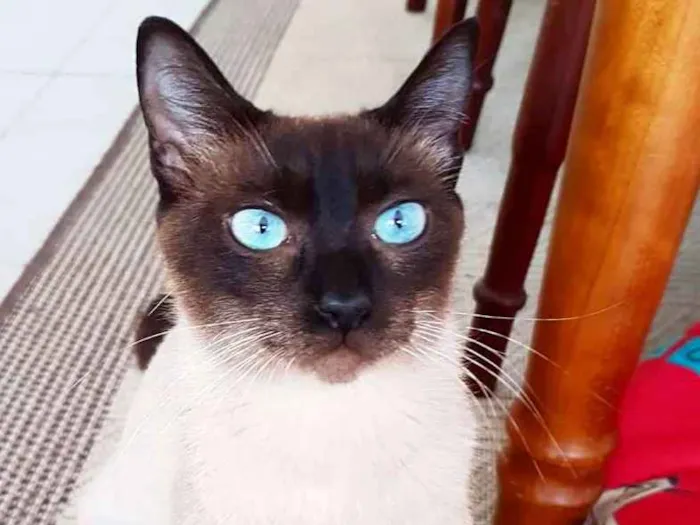 Gato ra a Srd idade 2 anos nome Mãezinha siamesa