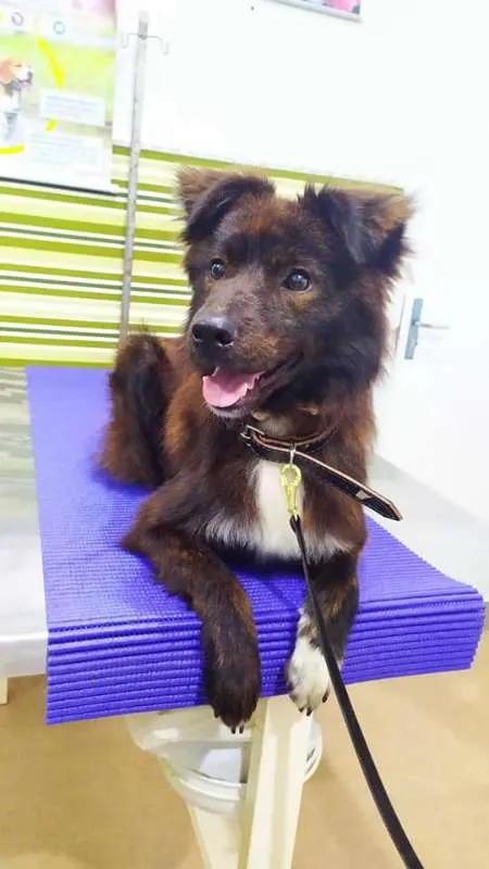 Cachorro ra a SRD idade 7 a 11 meses nome Cachorrinho
