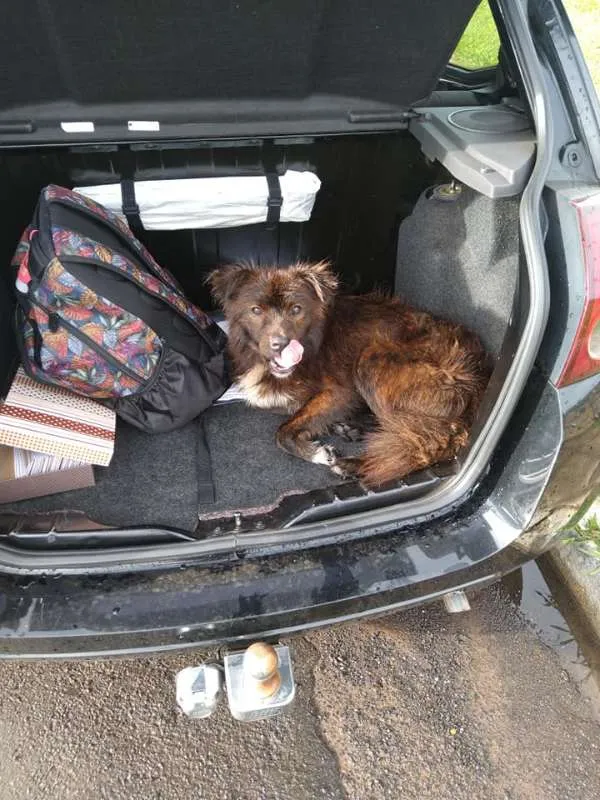 Cachorro ra a SRD idade 7 a 11 meses nome Cachorrinho
