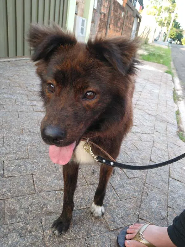 Cachorro ra a SRD idade 7 a 11 meses nome Cachorrinho