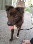 Cachorrinho