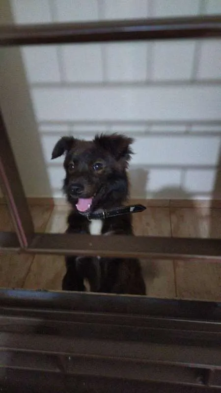 Cachorro ra a SRD idade 7 a 11 meses nome Cachorrinho