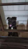 Cachorrinho