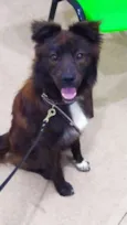 Cachorrinho