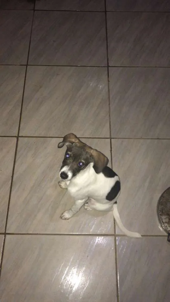 Cachorro ra a Viralata idade 2 a 6 meses nome Ravena ?