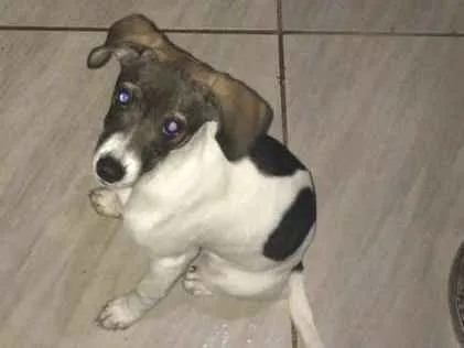 Cachorro ra a Viralata idade 2 a 6 meses nome Ravena ?