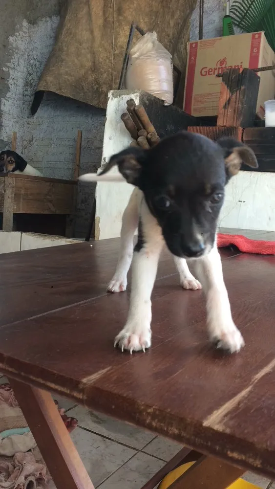 Cachorro ra a Vira lata idade Abaixo de 2 meses nome Não tem