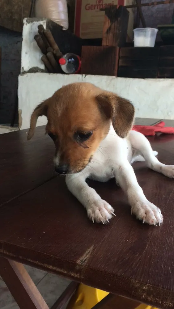 Cachorro ra a Vira lata idade Abaixo de 2 meses nome Não tem