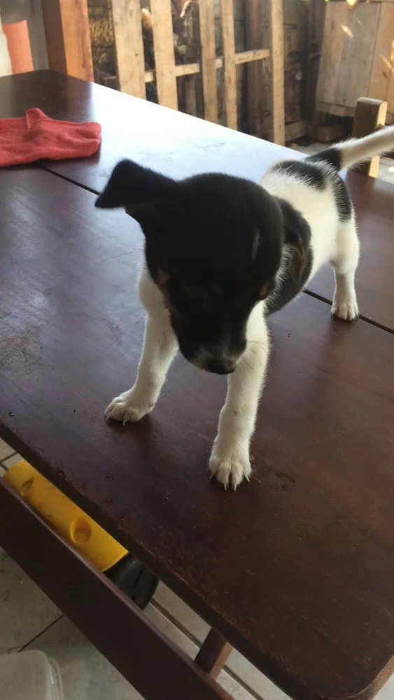 Cachorro ra a Vira lata idade Abaixo de 2 meses nome Não tem