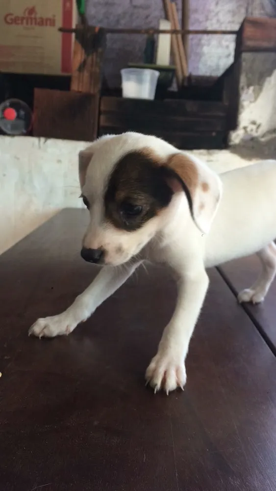 Cachorro ra a Vira lata idade Abaixo de 2 meses nome Não tem