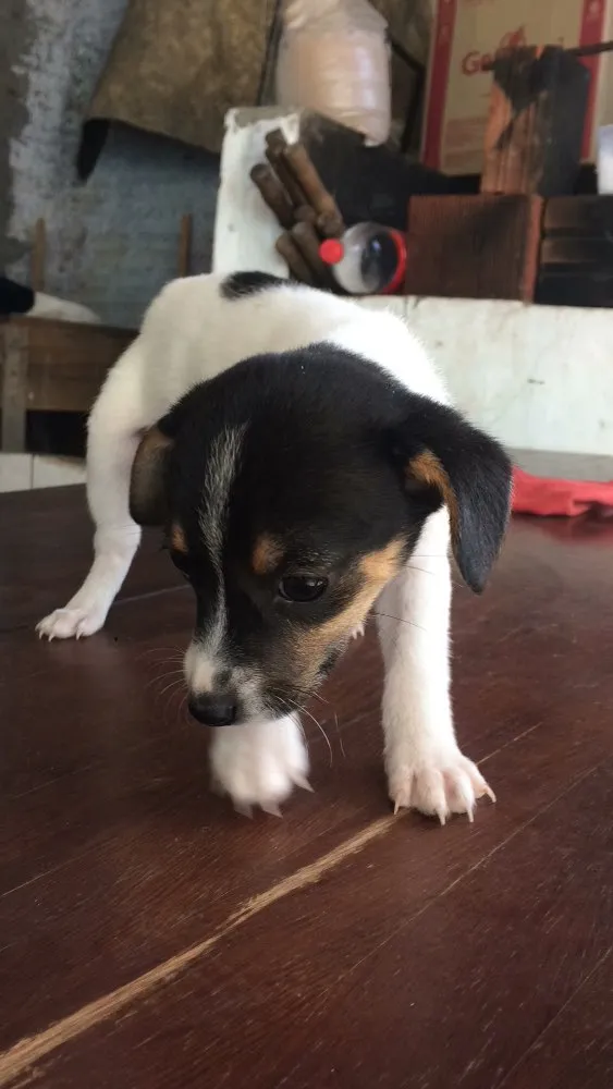 Cachorro ra a Vira lata idade Abaixo de 2 meses nome Não tem