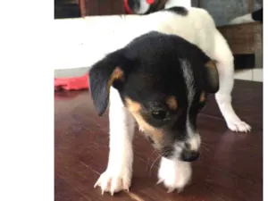 Cachorro raça Vira lata idade Abaixo de 2 meses nome Não tem