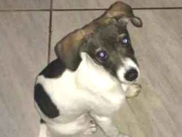 Cachorro ra a Viralata idade 2 a 6 meses nome Ravena ?