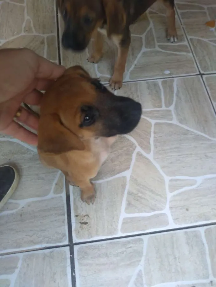 Cachorro ra a SRD misturado Rottweiler idade Abaixo de 2 meses nome Sem nome ainda