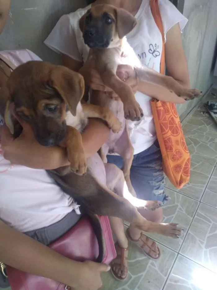 Cachorro ra a SRD misturado Rottweiler idade Abaixo de 2 meses nome Sem nome ainda