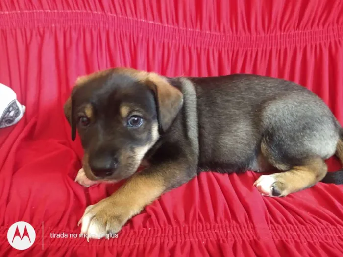 Cachorro ra a Indefinida idade Abaixo de 2 meses nome Não dei nome à eles 