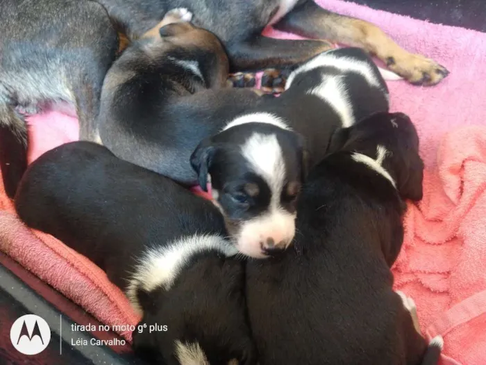 Cachorro ra a Indefinida idade Abaixo de 2 meses nome Não dei nome à eles 