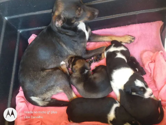Cachorro ra a Indefinida idade Abaixo de 2 meses nome Não dei nome à eles 