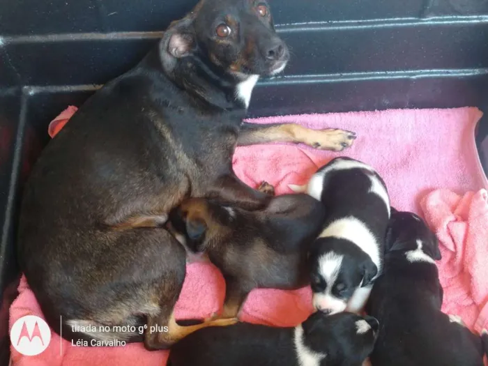 Cachorro ra a Indefinida idade Abaixo de 2 meses nome Não dei nome à eles 