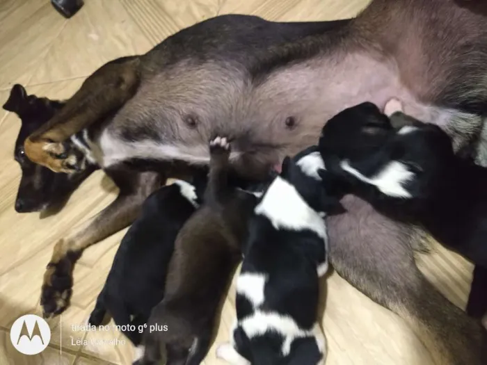 Cachorro ra a Indefinida idade Abaixo de 2 meses nome Não dei nome à eles 