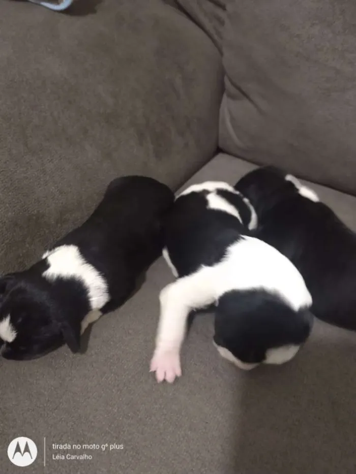 Cachorro ra a Indefinida idade Abaixo de 2 meses nome Não dei nome à eles 